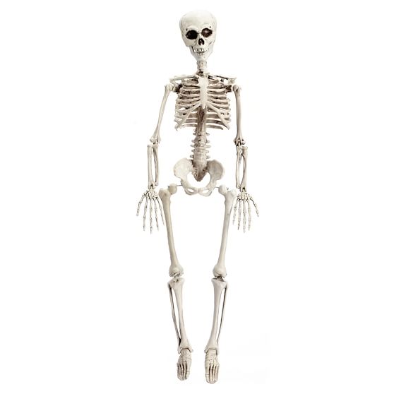 Plastic Skeleton | Pottery Barn Teen